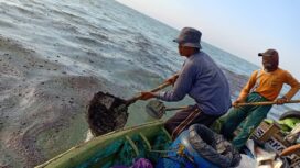Tumpahan minyak di laut Pasirputih Cilamaya Kulon | Mongabay