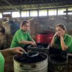 CPMI Job Rumah Tangga PKL Bikin Cincau | Sumber Judy Houyai